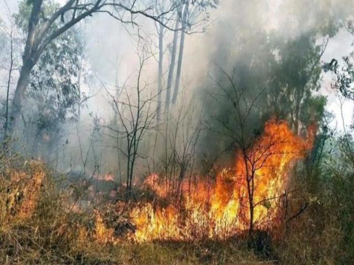 fire_in_uttarakhand_forest_1617676581